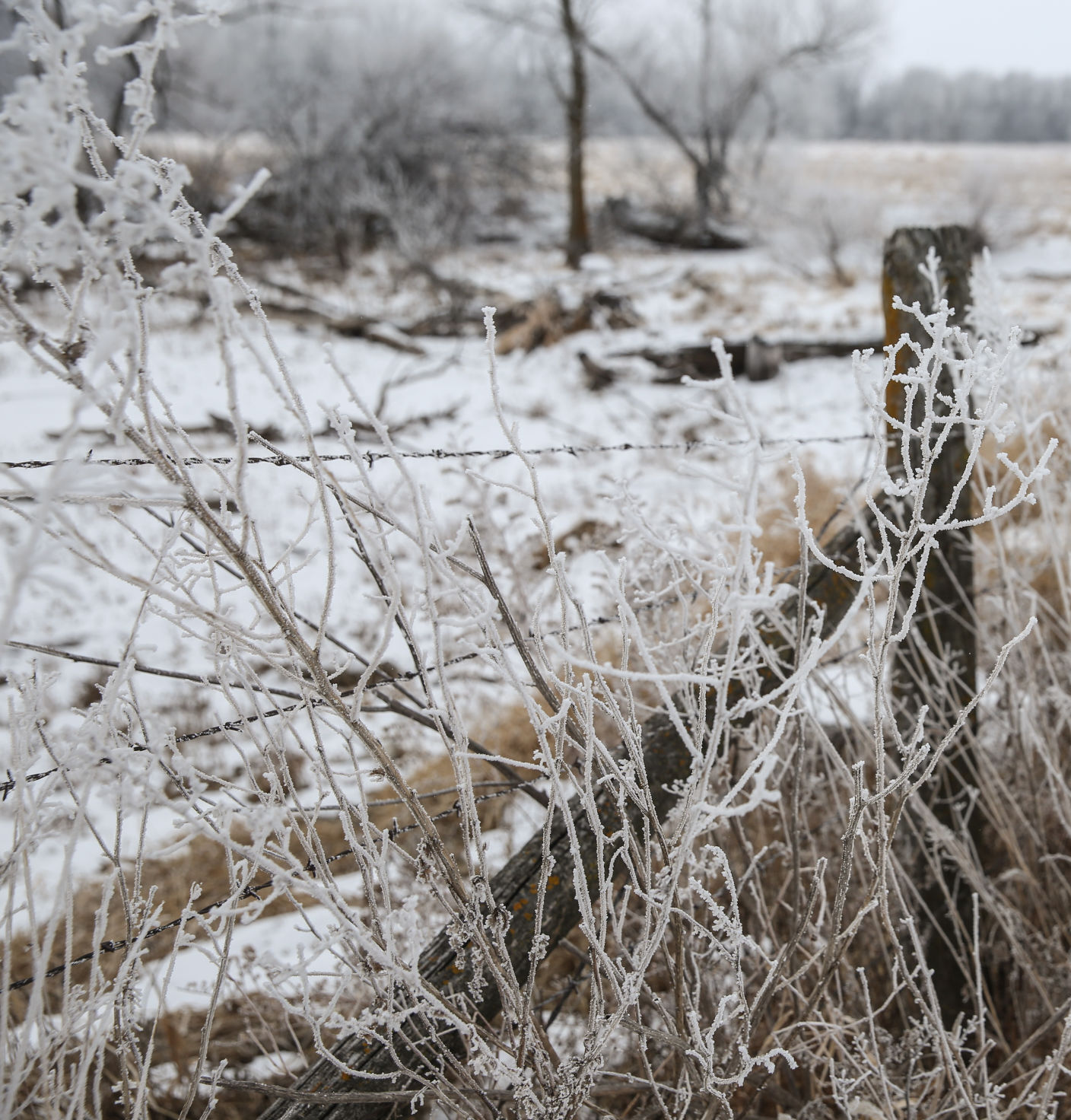 Frosty day - Feb. 2, 2020-10.jpg